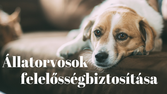 Állatorvos felelőségbiztosítás