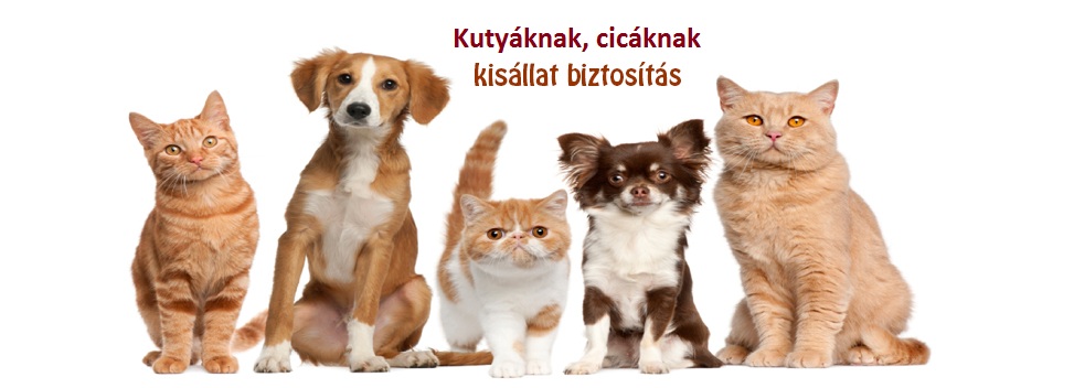 Kisállat biztosítás - Kutya, macska biztosítás