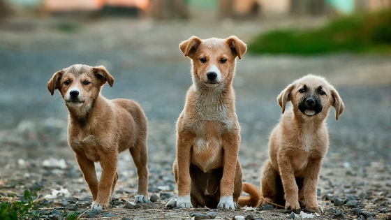 Kisállat biztosítás