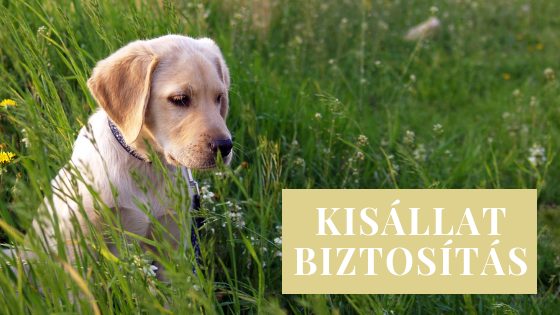 Kisállat biztosítás