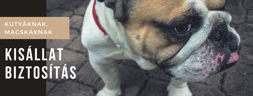 Kisállat biztosítás
