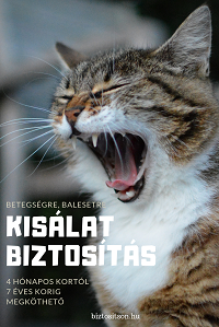 Kisállat biztosítás - kutya, cica biztosítás
